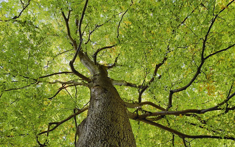 Ein großer Baum von unten nach oben fotografiert mit einem dicken Stamm und vielen grünen Blättern.
